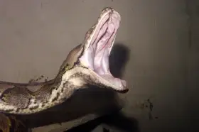 Krajta mřížkovaná