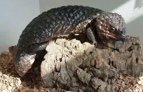 Ještěrka šindelová – Tiliqua Rugosa