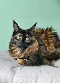 Prodám mainskou mývalí kočičku s PP