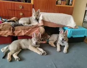 Československý vlčák s rodokmenem TOP spojení roku