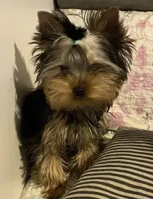 Yorkšírský teriér s PP FCI