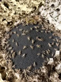 Krmný hmyz v nejvyšší kvalitě