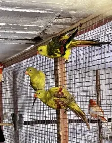 Papoušek horský pastel 2025