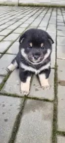 Chovatelská stanice Panství Yellow House nabízí štěňata Shiba Inu s PP ČMKU/FCI