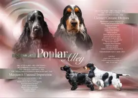 Štěňátka anglického kokršpaněla s PP