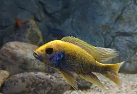 Sciaenochromis fryeri sunflower