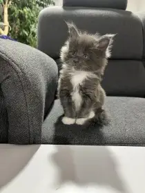 Mainské mývalí koťátka