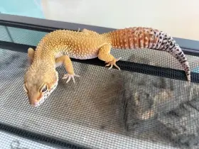 Daruji dvě samičky gekončíků