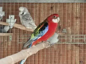 Prodám rosela pestrá