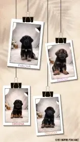 Tibetská doga- již brzy k odběru