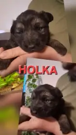 Holka 2