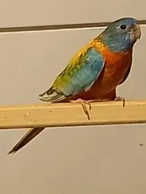 Prodám samičku neofémy modrohlavé