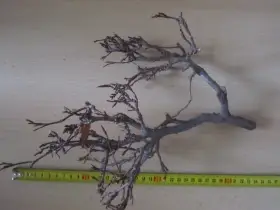 Bonsai do akvaria aquascaping krevetky nano-akvarium