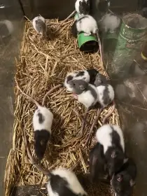 Potkani 20-30 Kč/ks