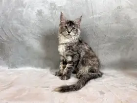 Kočička - Mainská mývalí - s PP