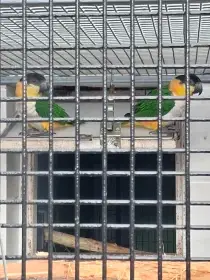 Amazonek černotemenný