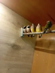 Pásovník dlouhoocasý