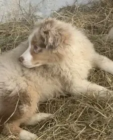 V typu australský ovčák