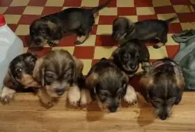 Drsnosrstý jezevčík standard