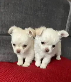 Prodám štěňátka čivavy s PP