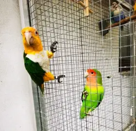 Agapornis růžohrdlý koupím