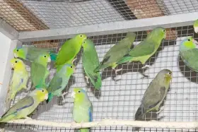 Prodám Papoušíčka šedokřídlého