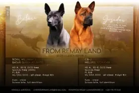 Thajský ridgeback s PP, Thai ridgeback