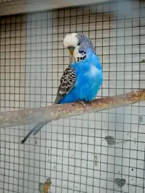 Andulka vlnkovaná 2025 po výstavních rodičích