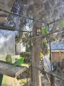 Papoušek nádherný