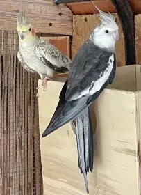 Prodám chovný pár korely