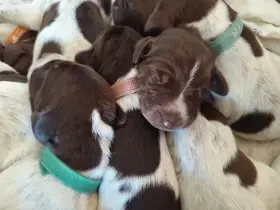 Nabízím štěně nko