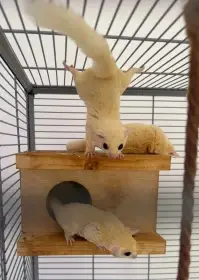 Prodám pár vakoveverek létavých - bílé