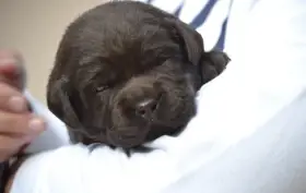 Čokoládová štěňátka labradora s PP
