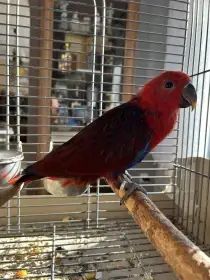 Eklektus Šalamounsky