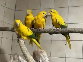 Aratinga žlutý (guarouba) 2,2