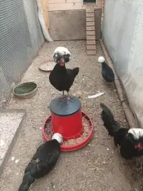 Prodám nasadova zdr. holandanek.