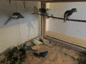 Kakariki červenočelý