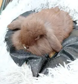 Zakrslý beránek F5