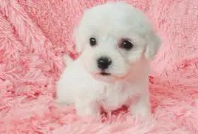 Bišonek frisé s PP