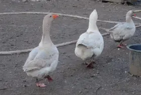 12 husích vajec do líhně