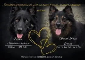Chodský pes - štěňátka s PP
