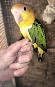 Amazonek bělobřichý – samička, ochočená, DNA