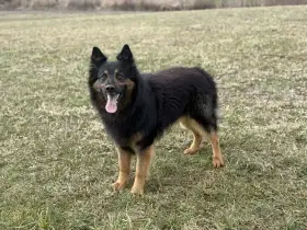 Chodský pes - štěňátka s PP