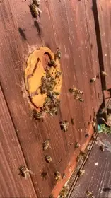 Vyzimovaná včelstva