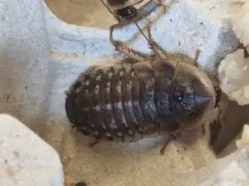 Švaby blaptica dubia a S tartara