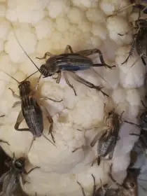 Cvrček banánový a domácí - různé velikosti