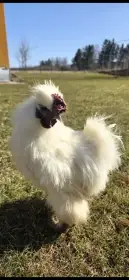 Bílé hedvábničky