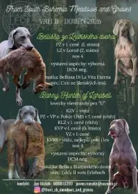 Štěňata Výmarský ohař