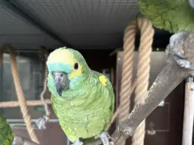 Prodám loňské samce