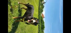 Štěně vsp - pejsek